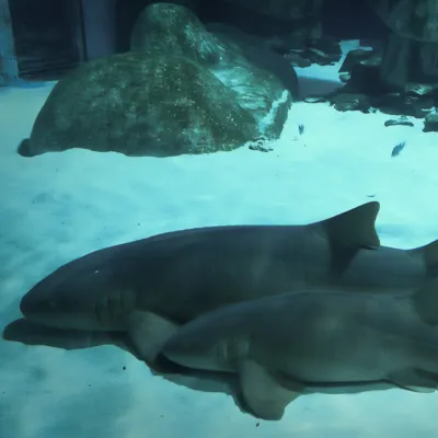 Nurse Shark 2