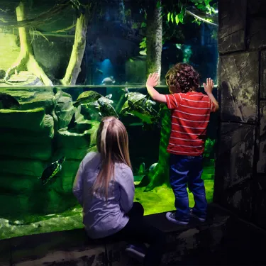 Children At Turtle Tank