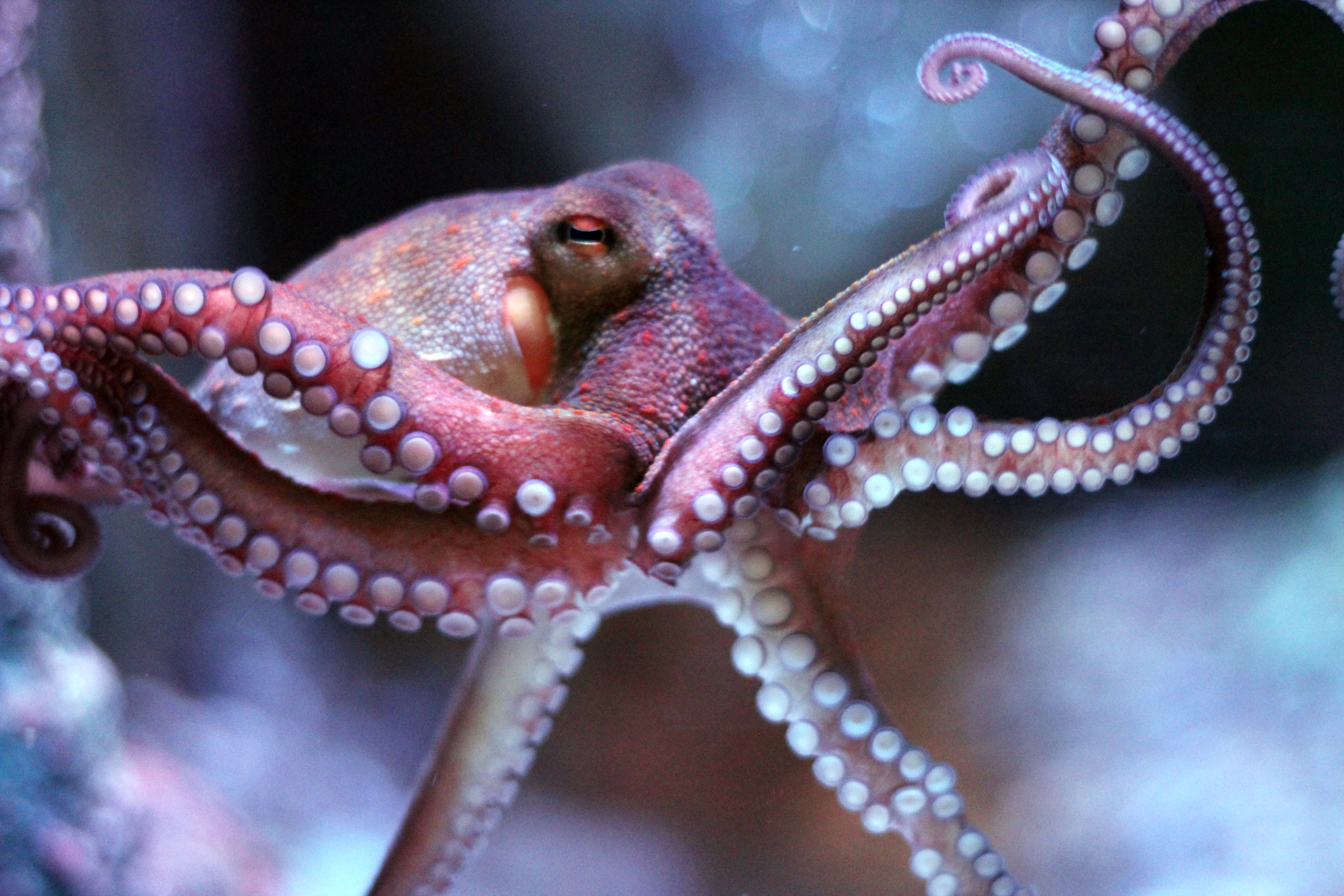 Common Octopus at SEA LIFE