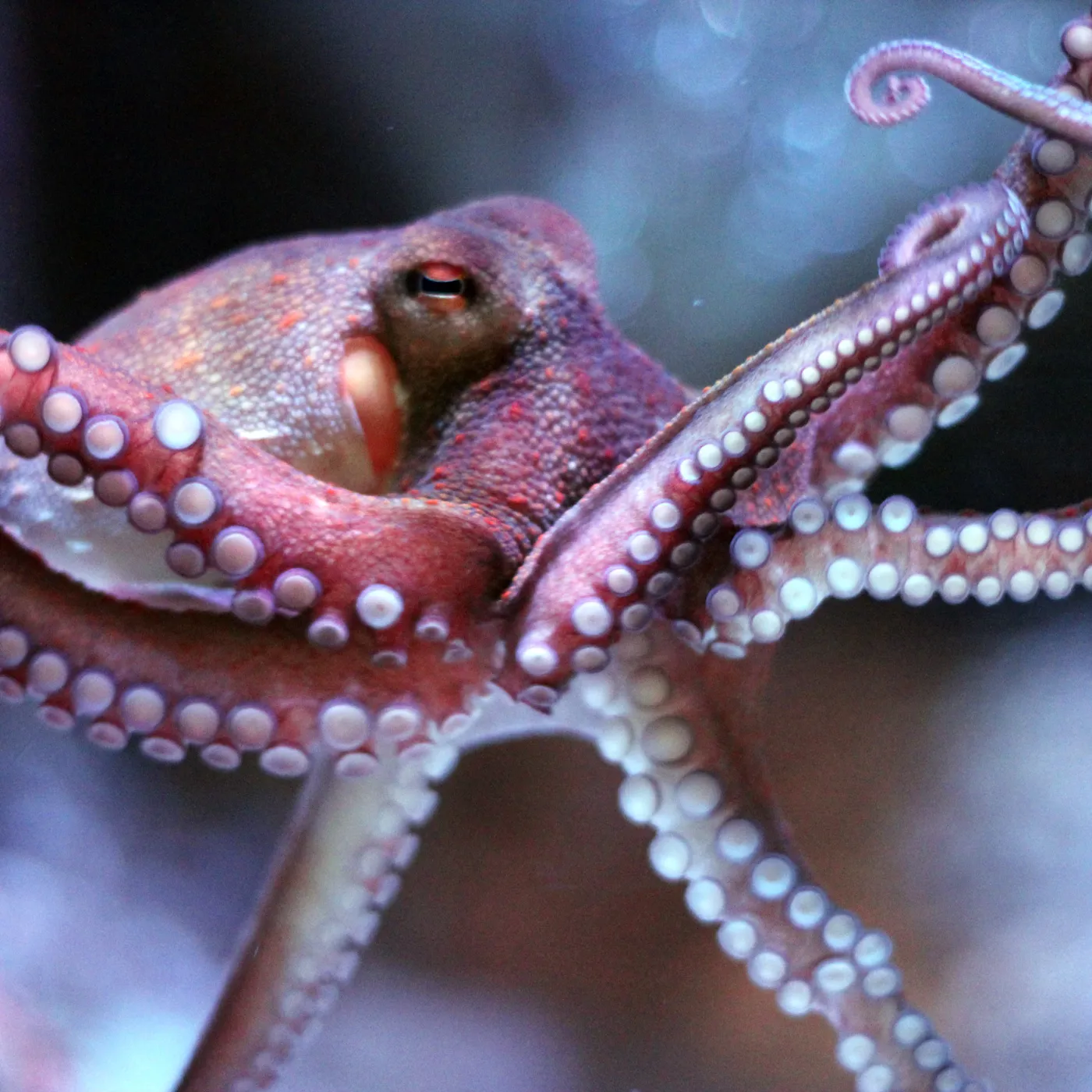 Meet our Octopus | SEA LIFE Brighton Aquarium