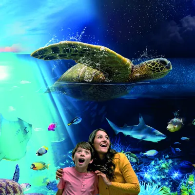Day And Night Ocean Experience at SEA LIFE Brighton