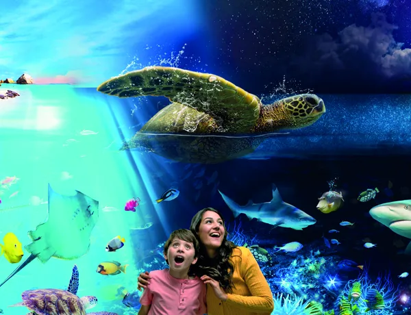 Day And Night Ocean Experience at SEA LIFE Brighton
