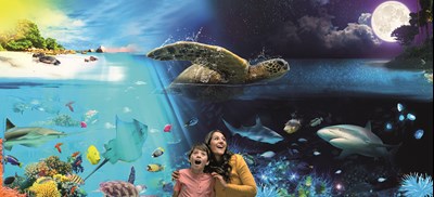 Day And Night Ocean Experience at SEA LIFE Brighton