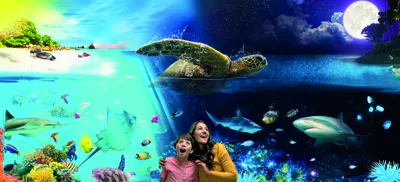 Day And Night Ocean Experience at SEA LIFE Brighton