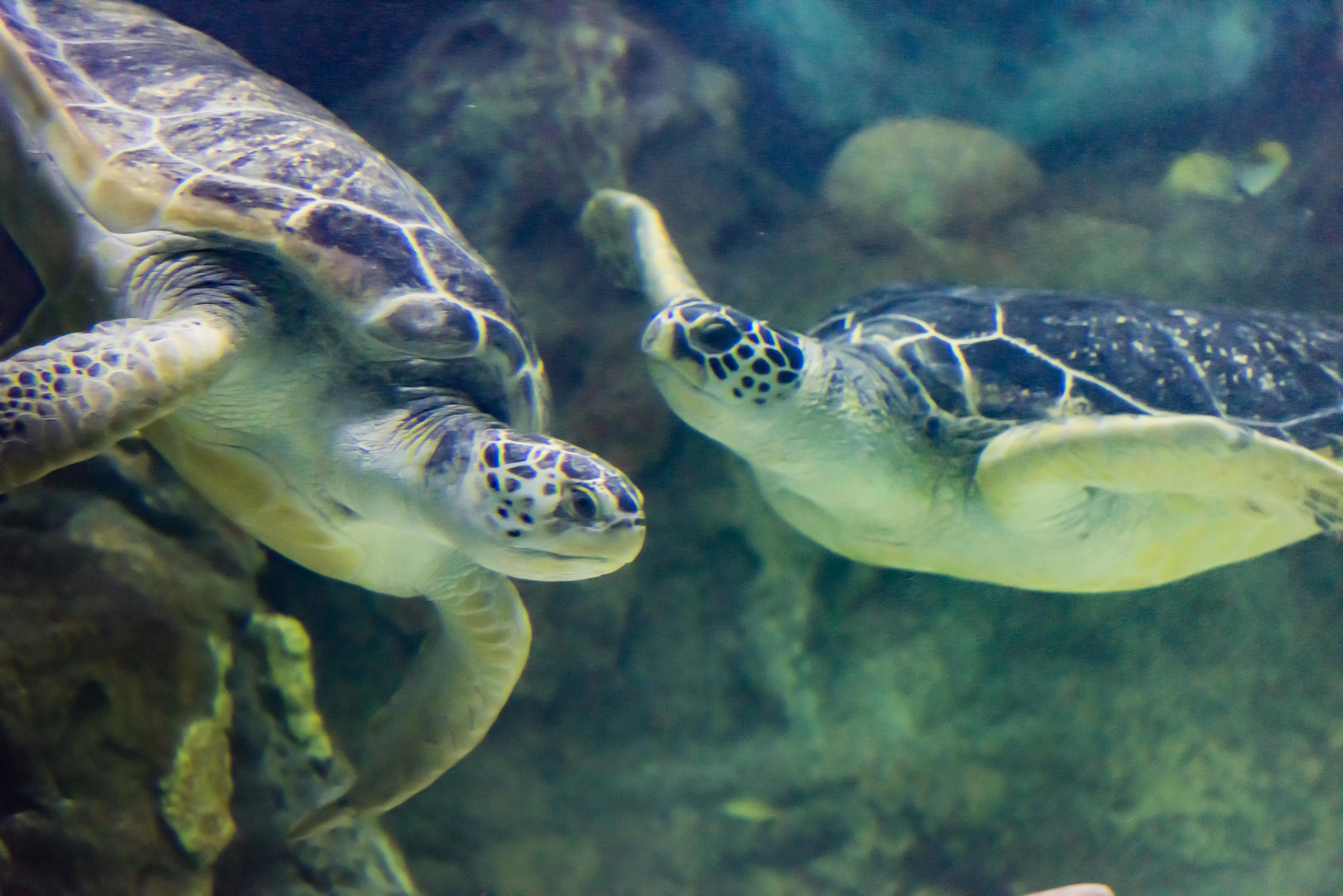 The pair of green sea turtles at SEA LIFE Brighton