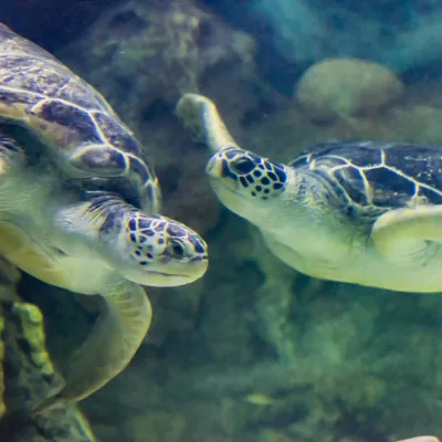 The pair of green sea turtles at SEA LIFE Brighton