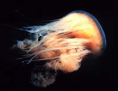 Jellyfish Cyanea Capillata