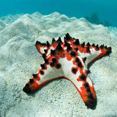 Star fish at SEA LIFE