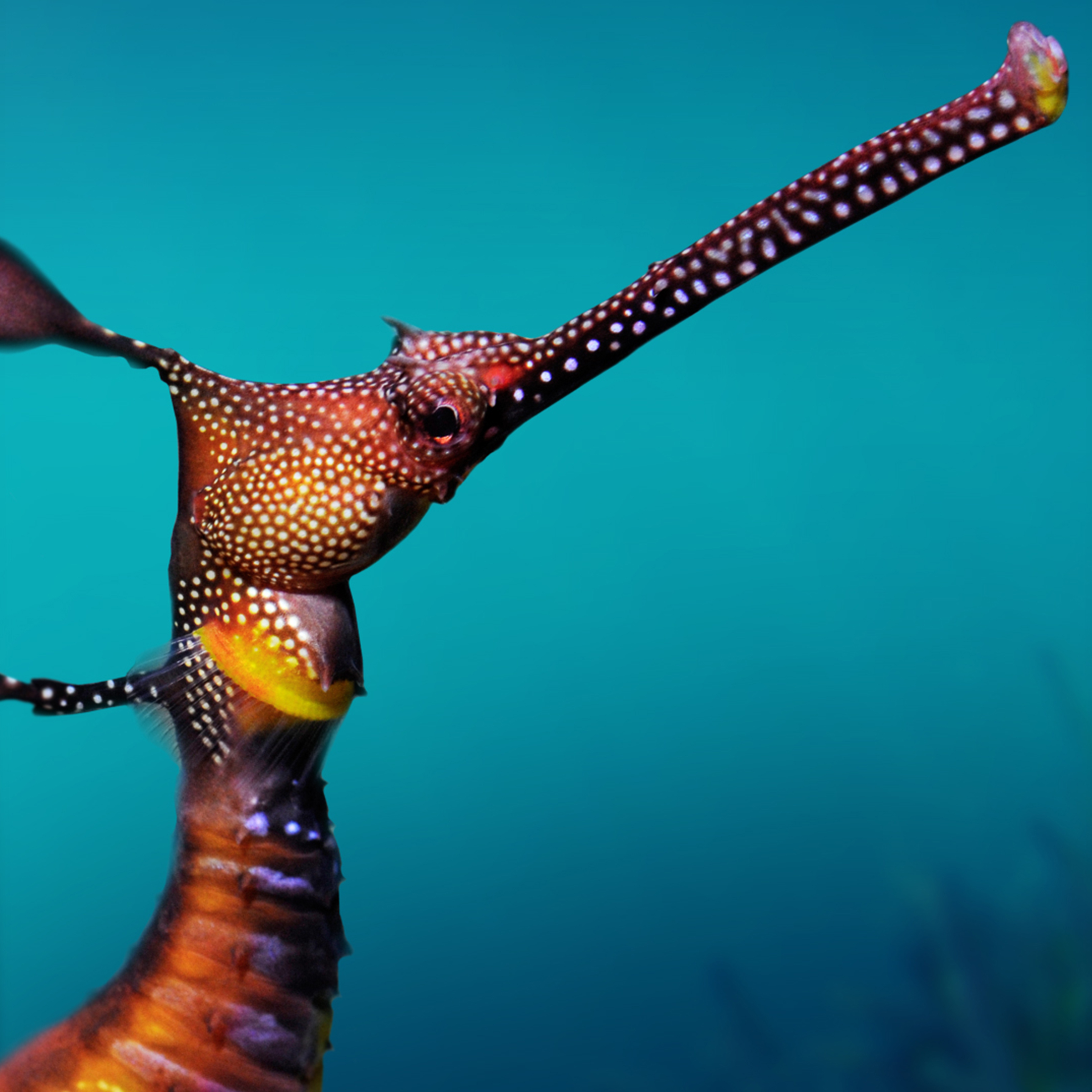 Sea Dragon with spots