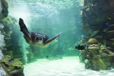 Green Sea Turtle Swimming at SEA LIFE Brighton