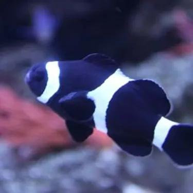 Black Clownfish