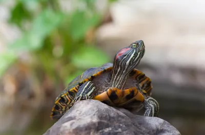 Red Earred Terrapin