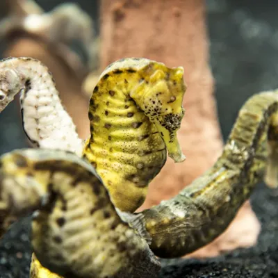 Group Of Seahorses at SEA LIFE Brighton