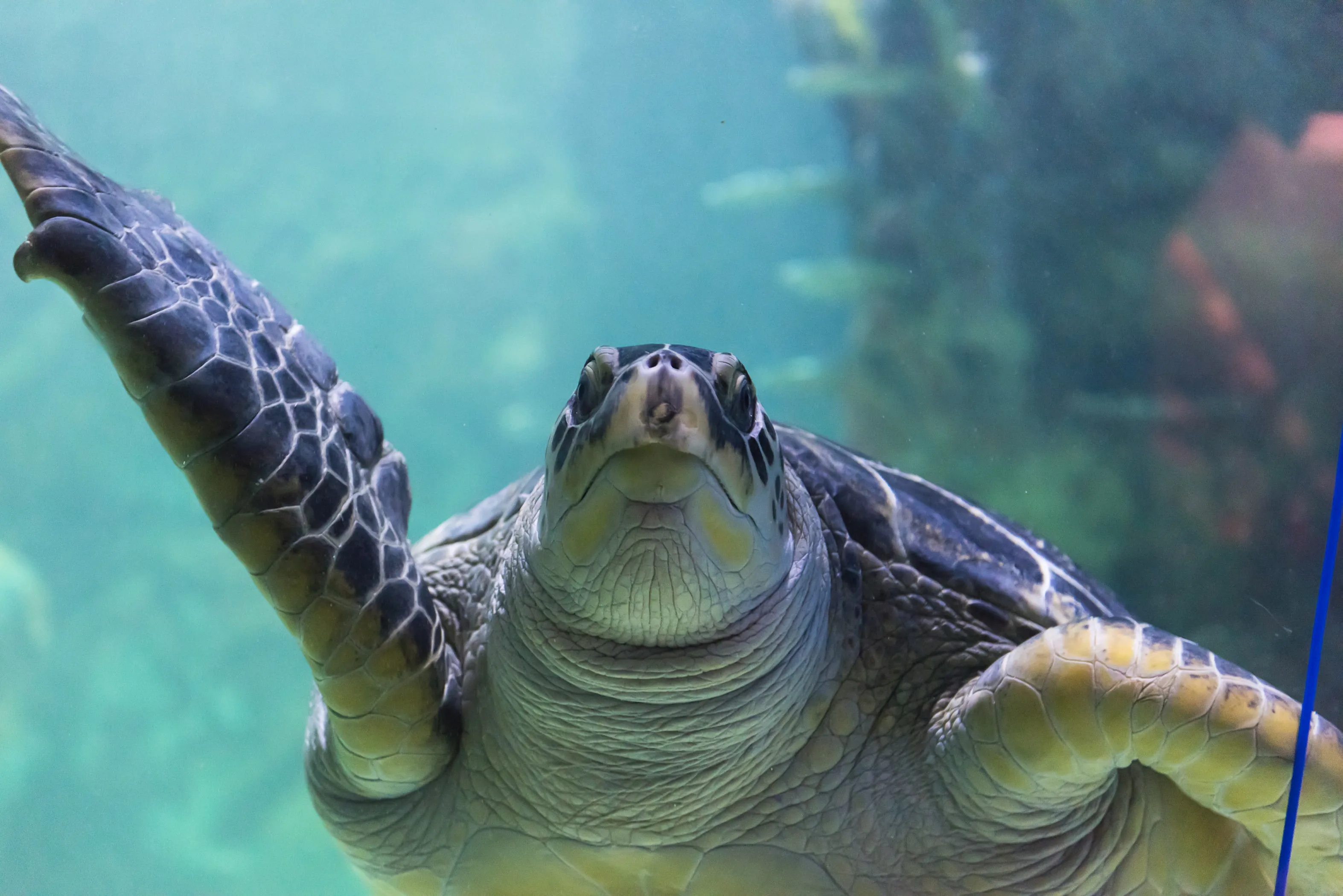 Green sea turtles at SEA LIFE Brighton