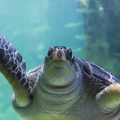 Green sea turtles at SEA LIFE Brighton