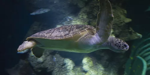 7 Species of sea turtles