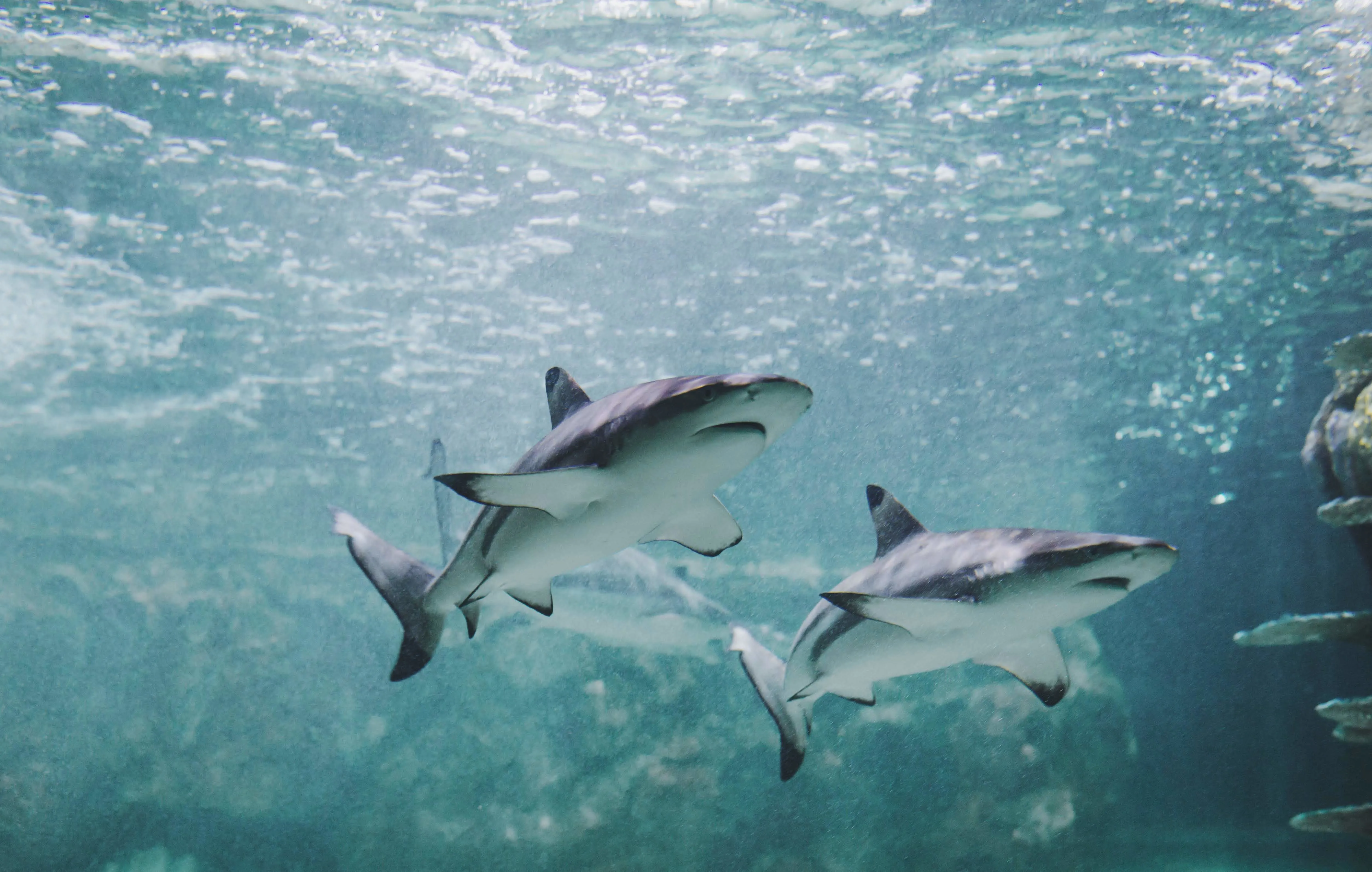 Pair of black tip sharks at SEA LIFE Brighton