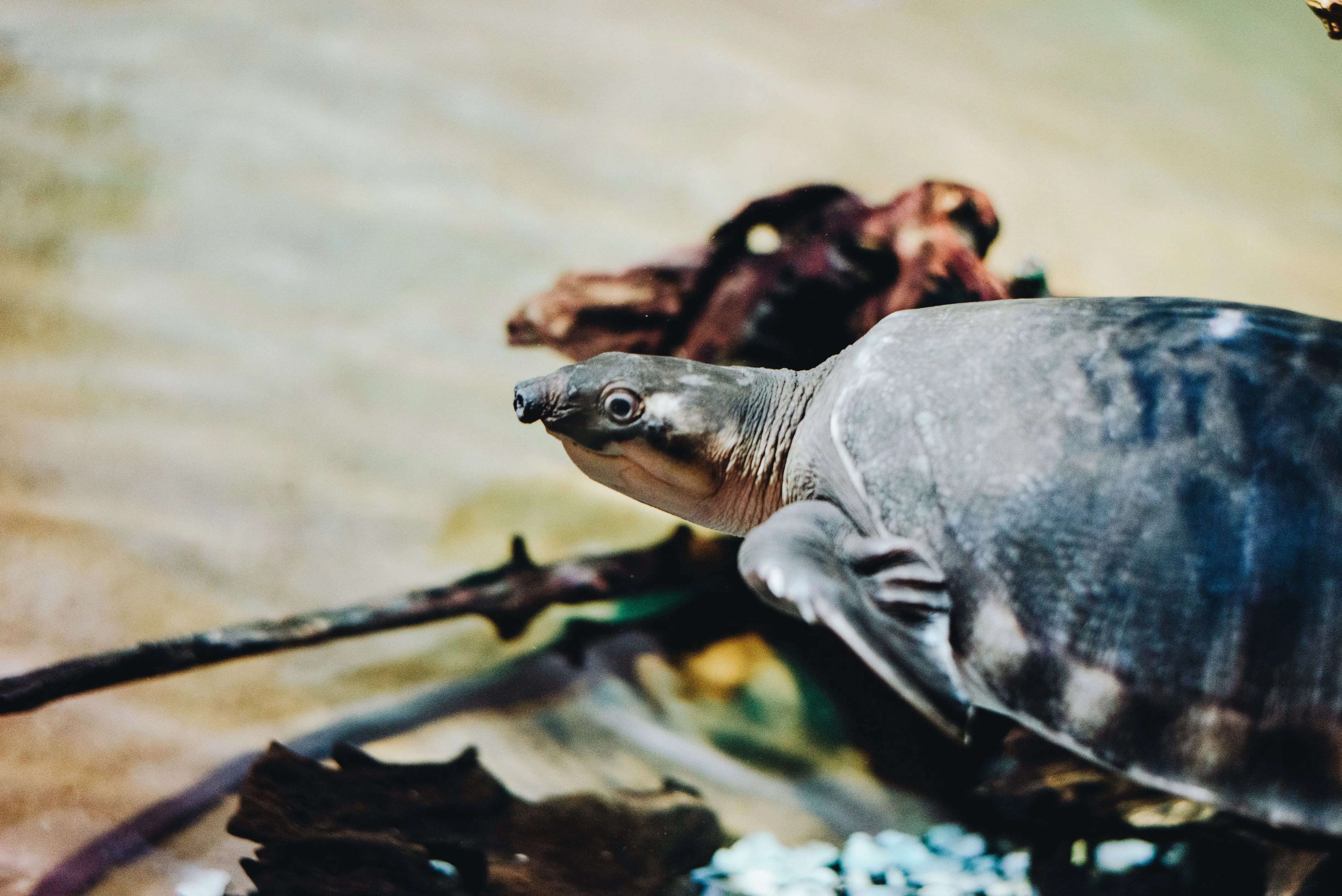 Pig nosed turtle at SEA LIFE Brighton