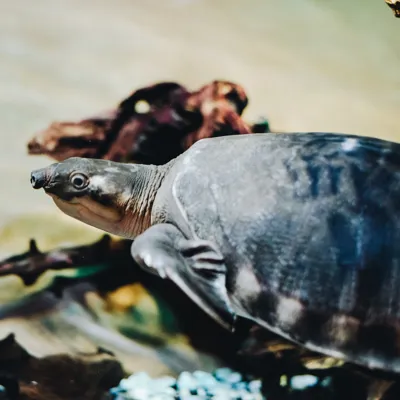 Pig nosed turtle at SEA LIFE Brighton