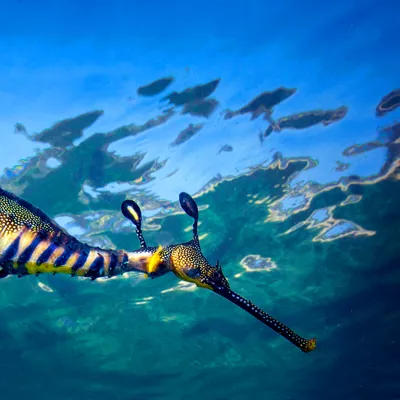Sea Dragon