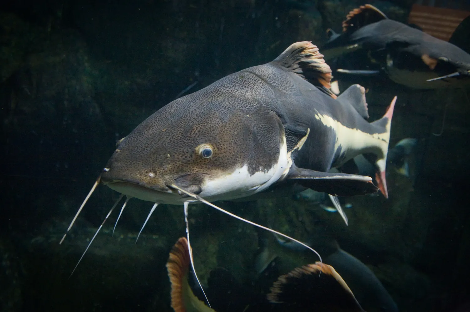 Big fish cat fish at SEA LIFE