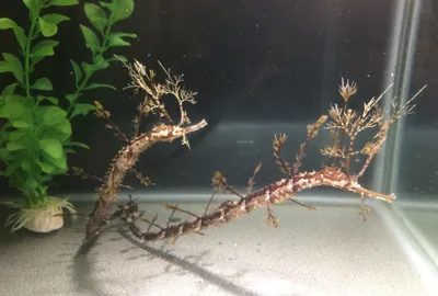 Ribboned Pipefish