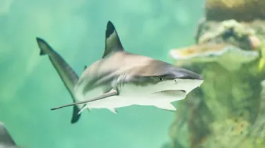 Brighton Sharks
