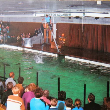 Dolphinarium History SEA LIFE Brighton Aquarium History