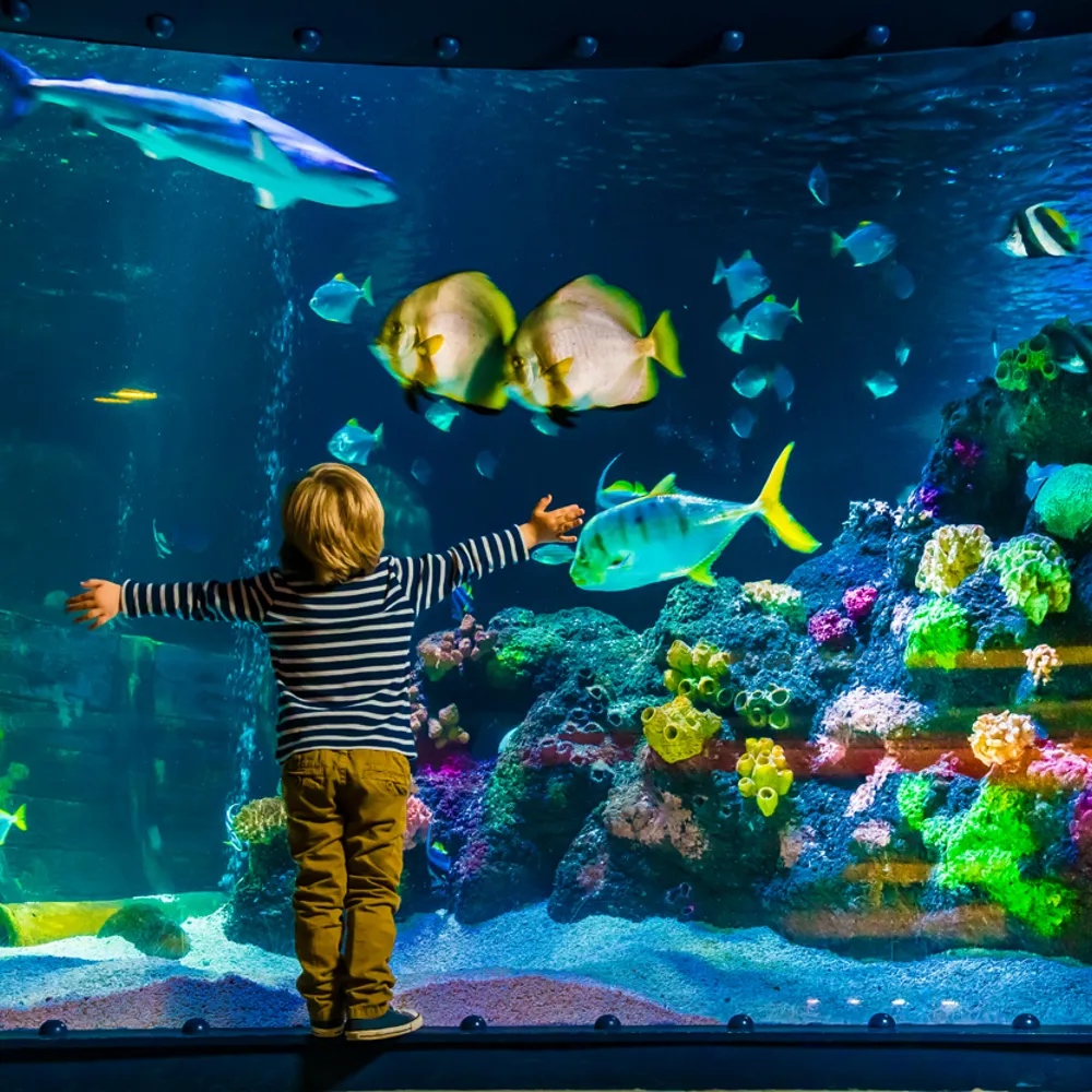Local Annual Passes SEA LIFE Brighton Aquarium local-annual-passes-sea-life-brighton-aquarium
