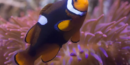 Clownfish