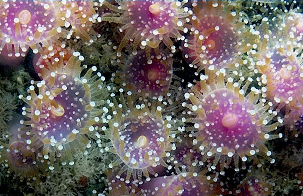 Jewel Anemone