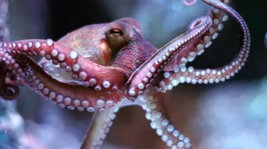 Brighton Octopus