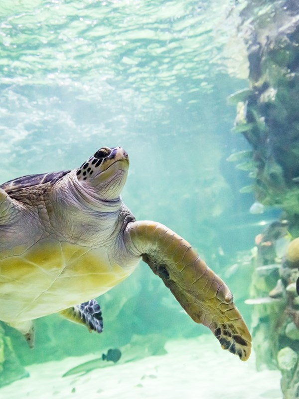 Visit the World's Oldest Aquarium! | SEA LIFE Brighton