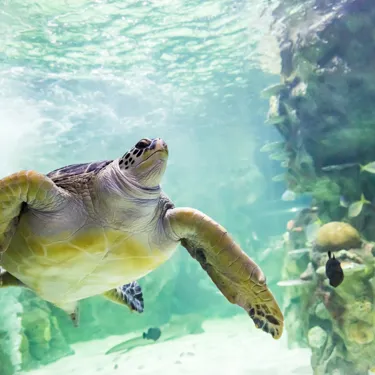 Turtles at SEA LIFE Brighton