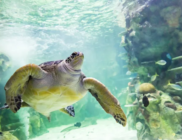 Turtles at SEA LIFE Brighton