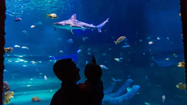 Shark Tank Silhouette2