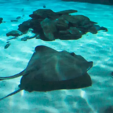 Southern Stingray