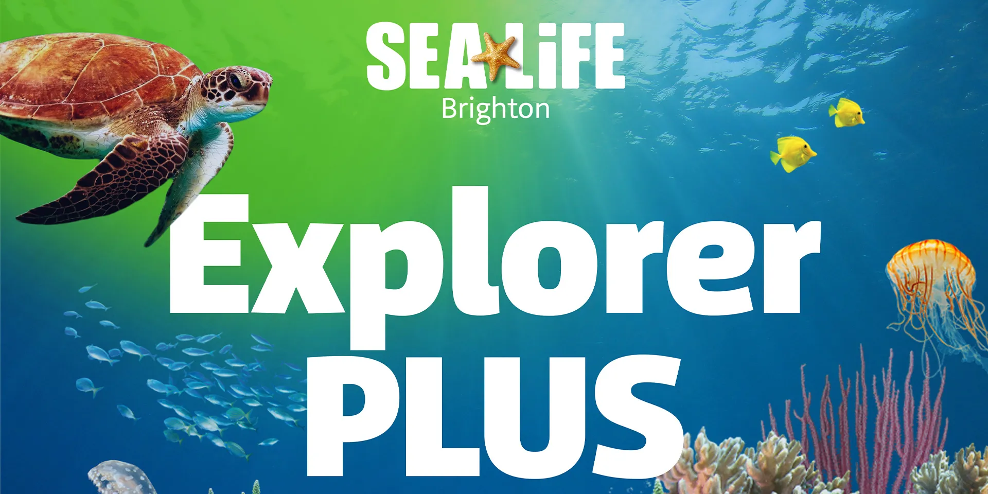 Explorer Plus Brighton