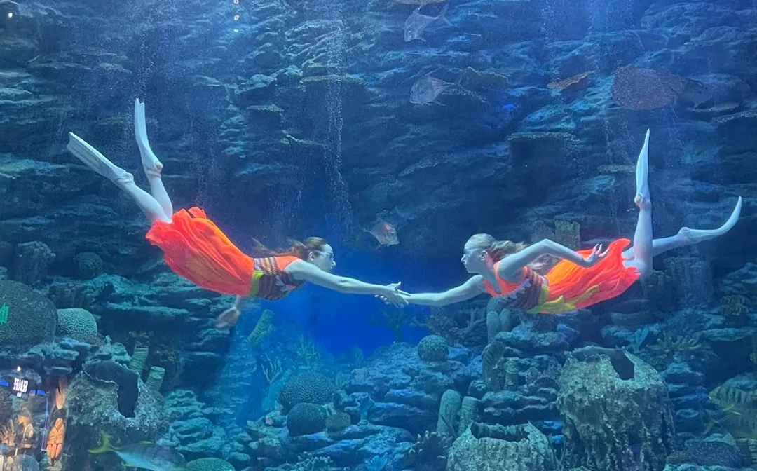 인어공주공연(악수)