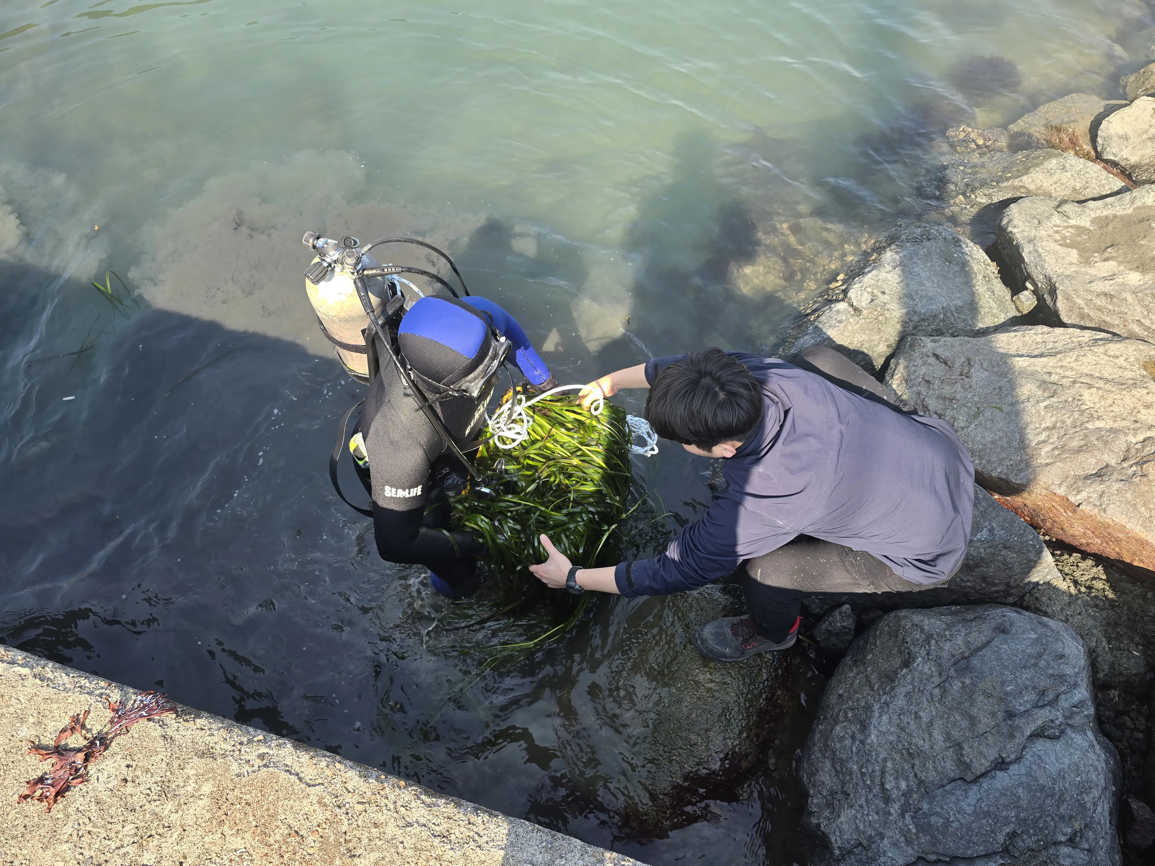 02.Propagated Seagrass (Zostera Marina) 2