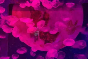부산 아쿠아리움 보름달해파리 정보