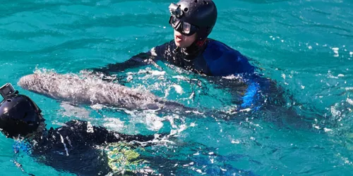 부산 아쿠아리움 해양생물 구조 활동