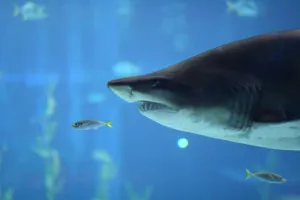 씨라이프 부산 아쿠아리움 상어