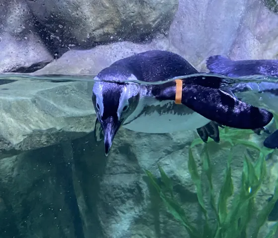 IMG 0558