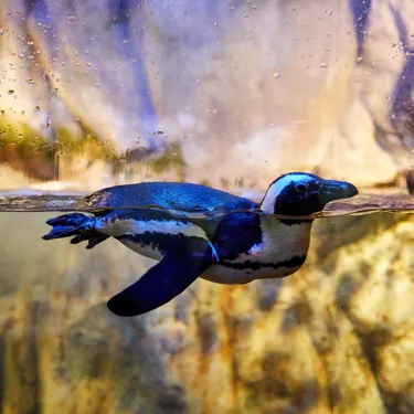 씨라이프 부산 아쿠아리움 자카스펭귄