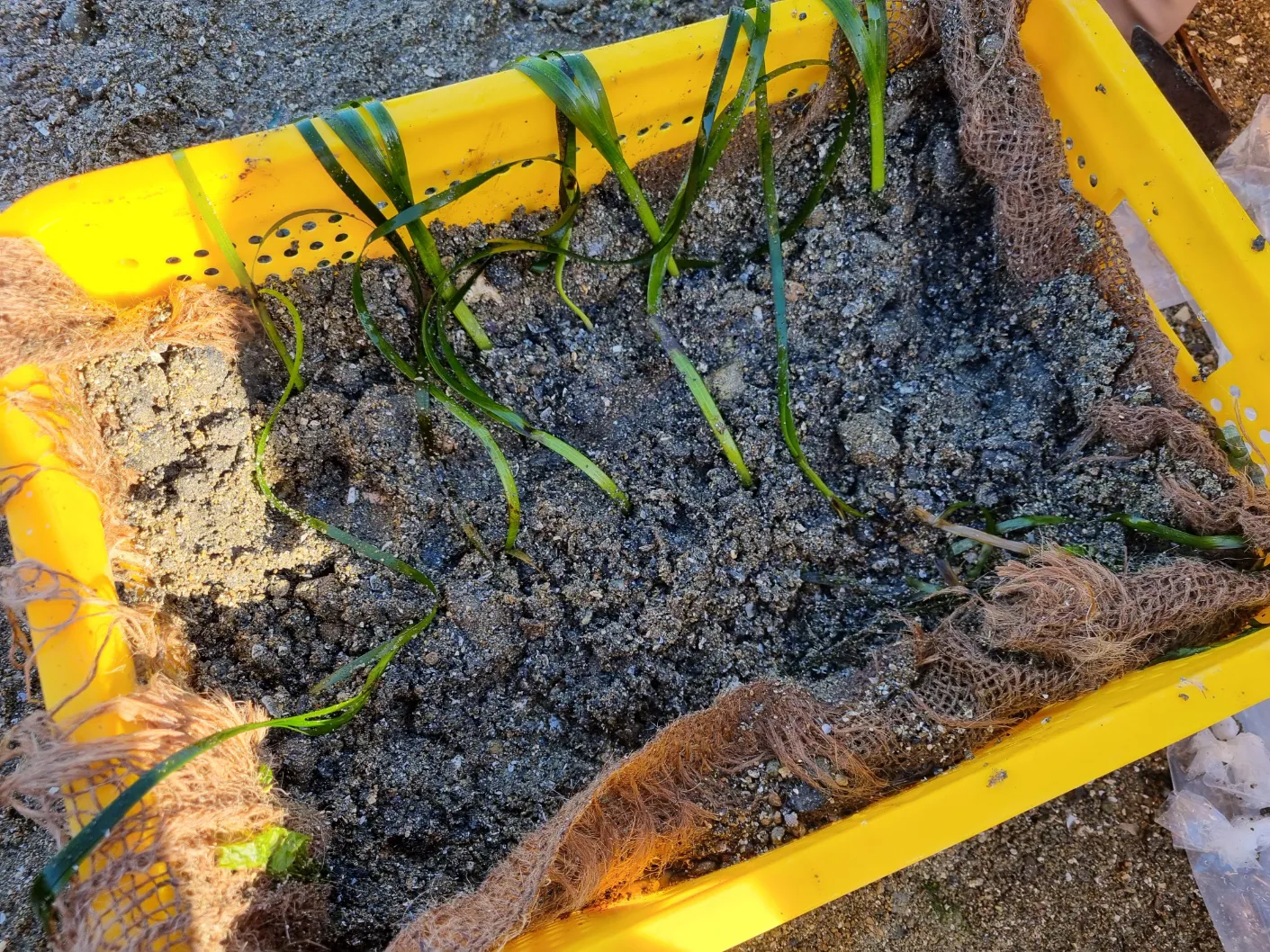 Common Eelgrass 5