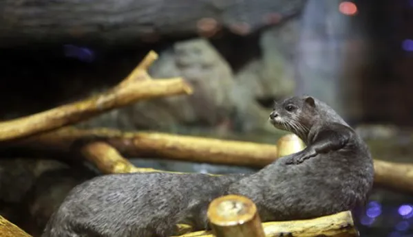 Otter3