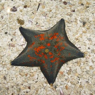 Creatures Rockpool Starfish