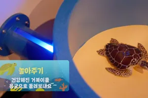 Turtle Rescue Zone 3