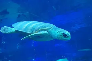 씨라이프 부산 아쿠아리움 붉은바다거북